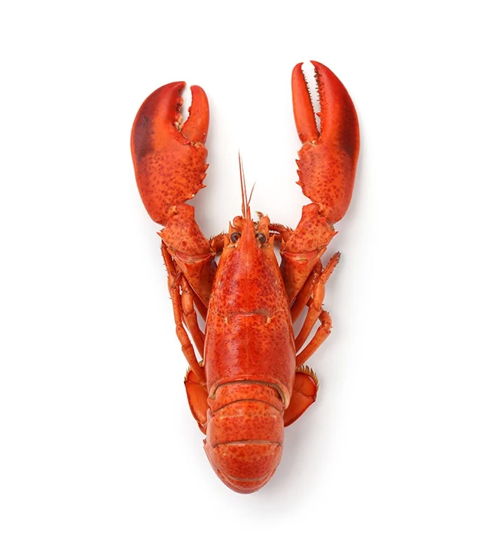 vg-sf-frshs-8.jpg Whole Cornish Lobster - Görsel 1